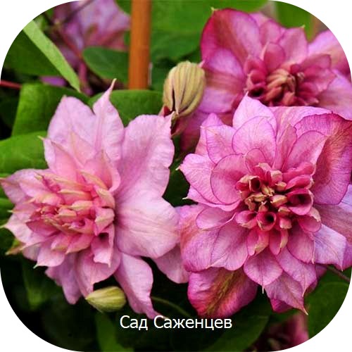 Клематис Инносент Глэнс